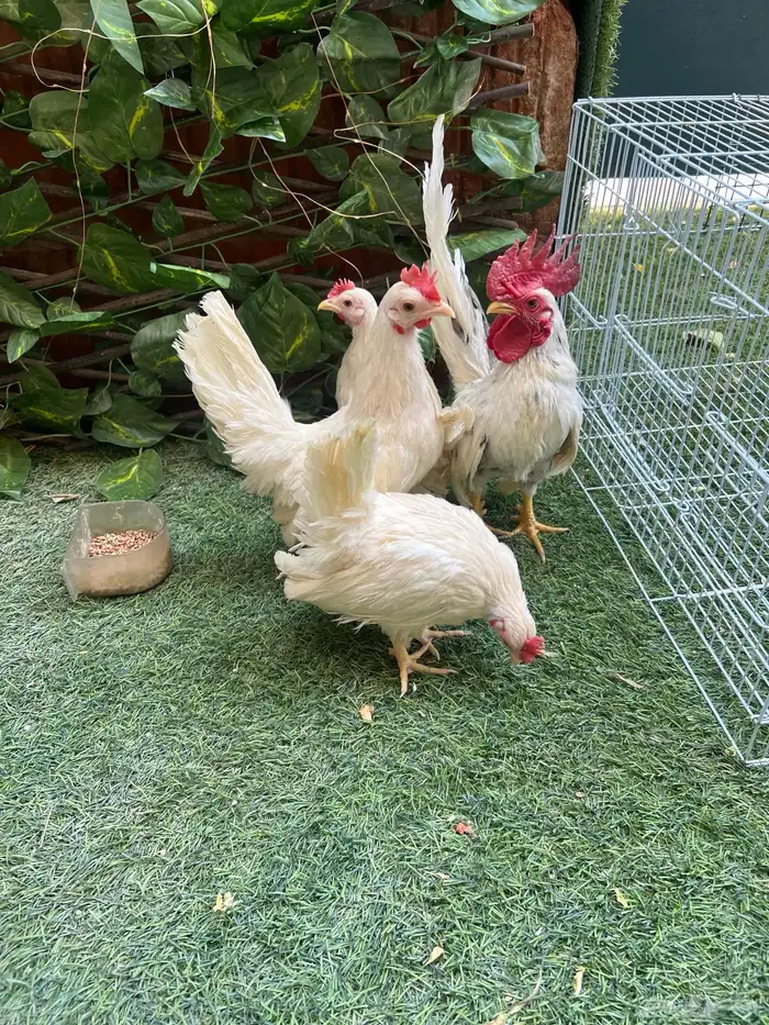 دجاج جبنيز للبيع 2