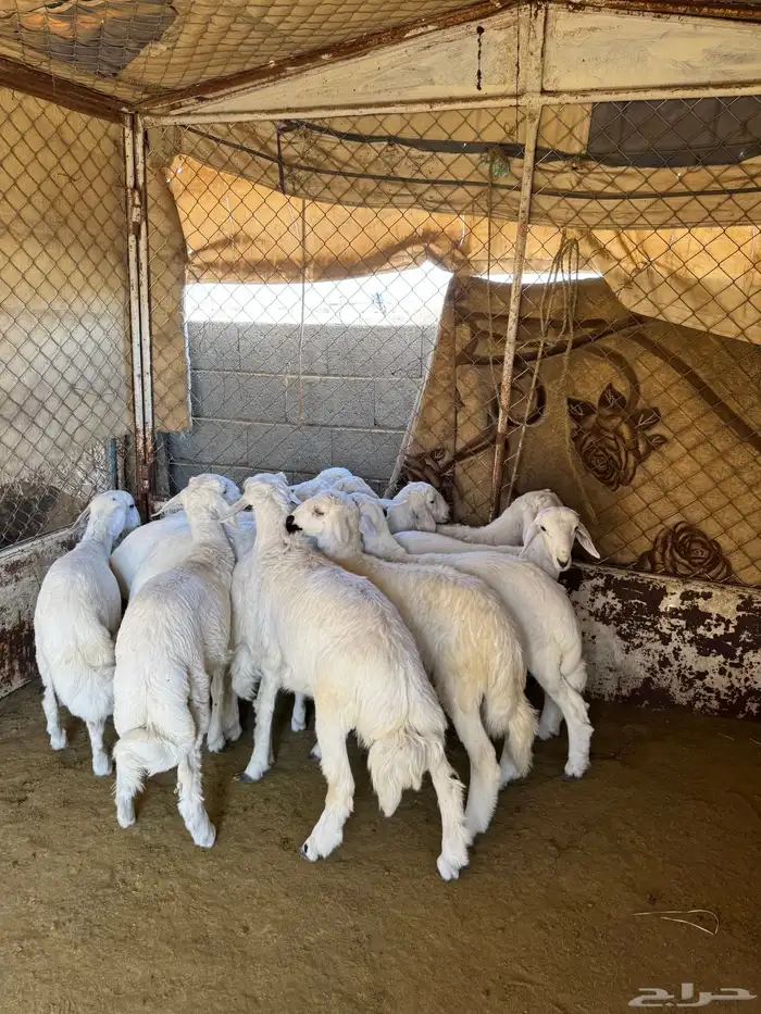 خرفان للبيع 1