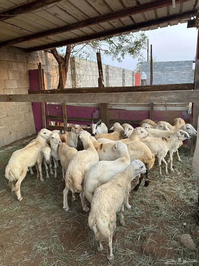 ذبايح بلدي وحر ي للبيع 4