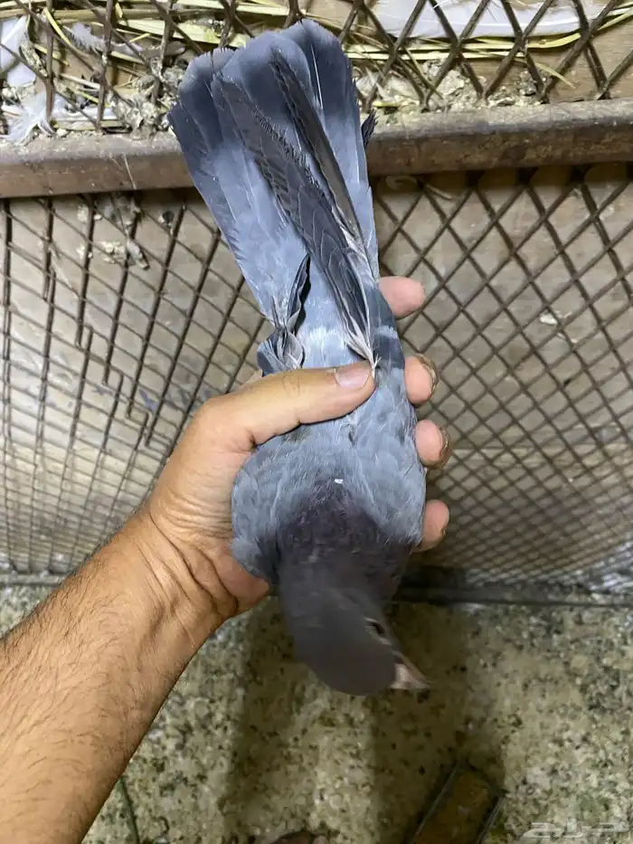 جوز صنعاوي اصيل 7