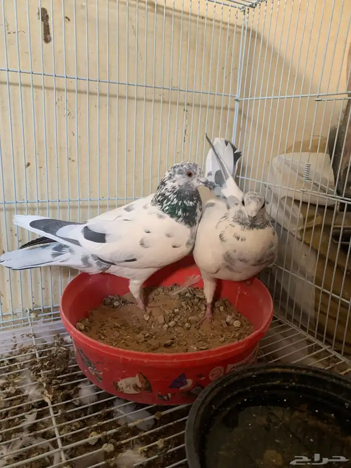 جوزين حمام 1
