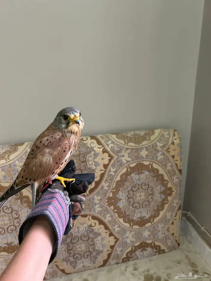 باشق للبيع مدرب50 100الحد70 1