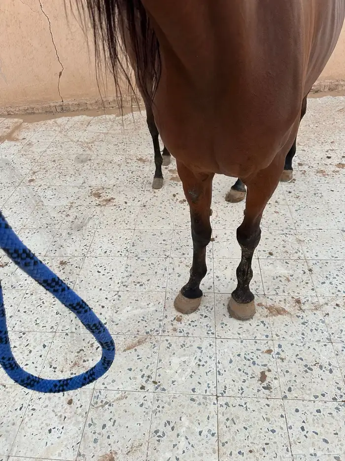 فرس شعبية مع مهرة 8