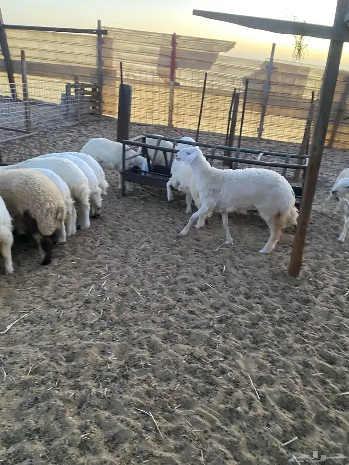 ذبايح بريه هرافي وجذعان 1