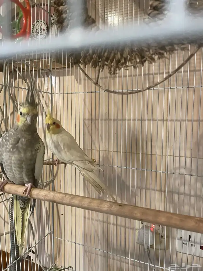 طيور كروان ذكر وانثى تغرد تبارك الله 1