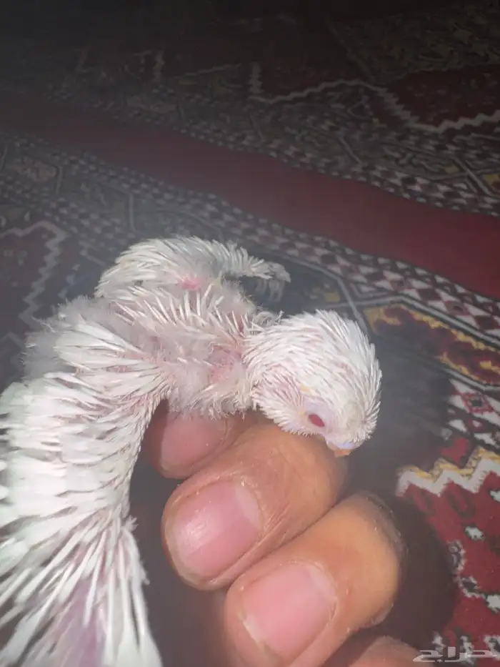 9فروخ بابدجي وهوقو ودرده ووردتين الاحساء المبرز 1