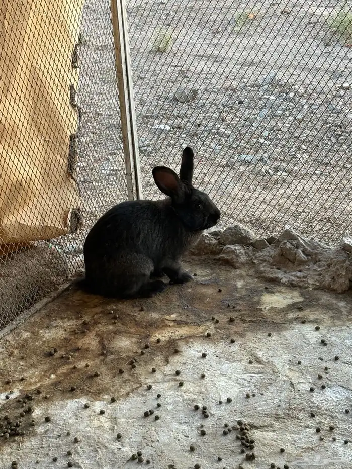 ارانب ذكور للبيع 0