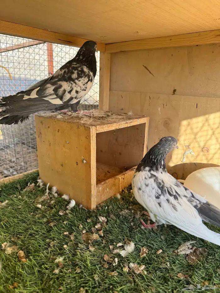 حمام باكستاني مستوى طيب 9