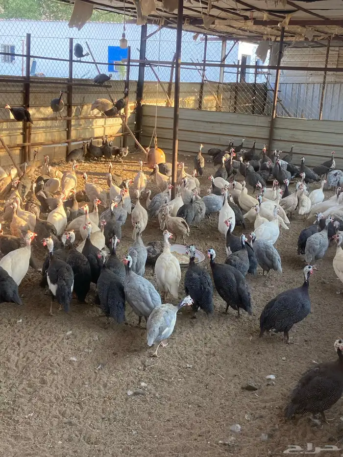 للبيع دجاج حبشي بياض 2