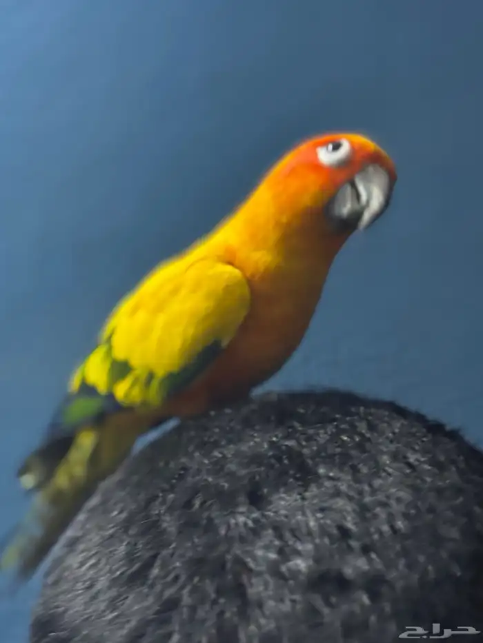 صن كنيور أليف الشامسي 3