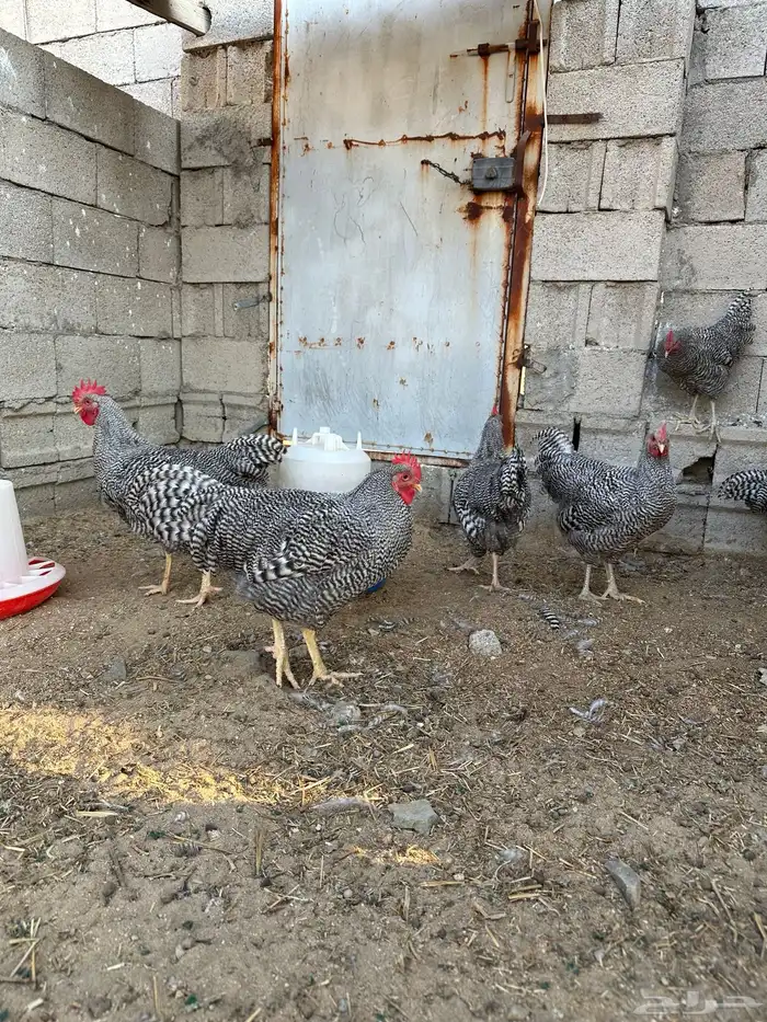 ديوك الامروك الامريكي دم صافي 7