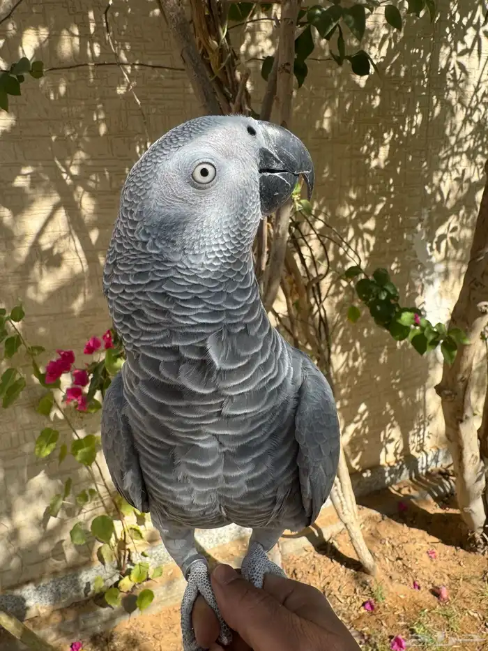 كاسكو للبيع 0