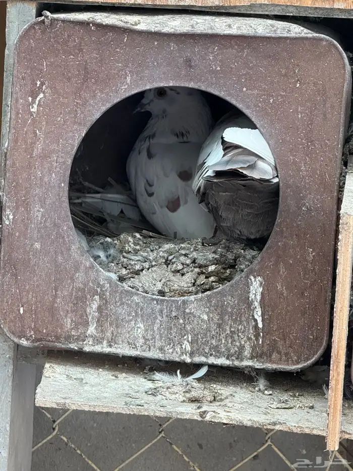 حمام للبيع 11