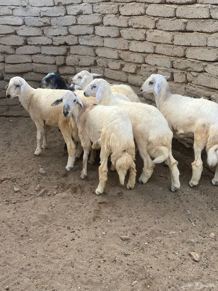 للبيع طليان حرية تربيه 0