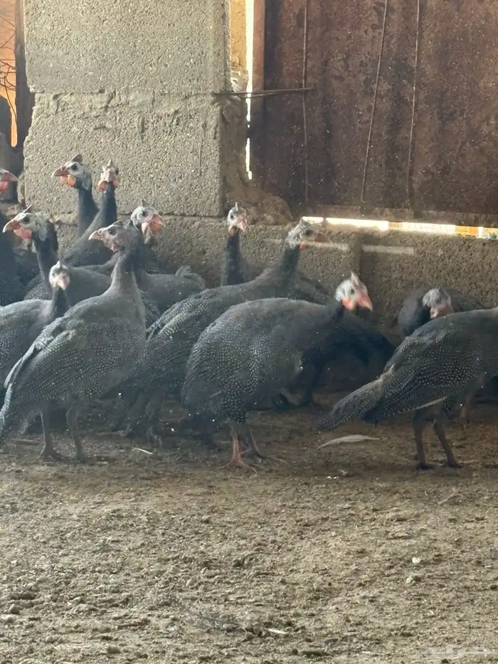 دجاج حبشي بشاير قريب البيض العمر خمس شهور 7