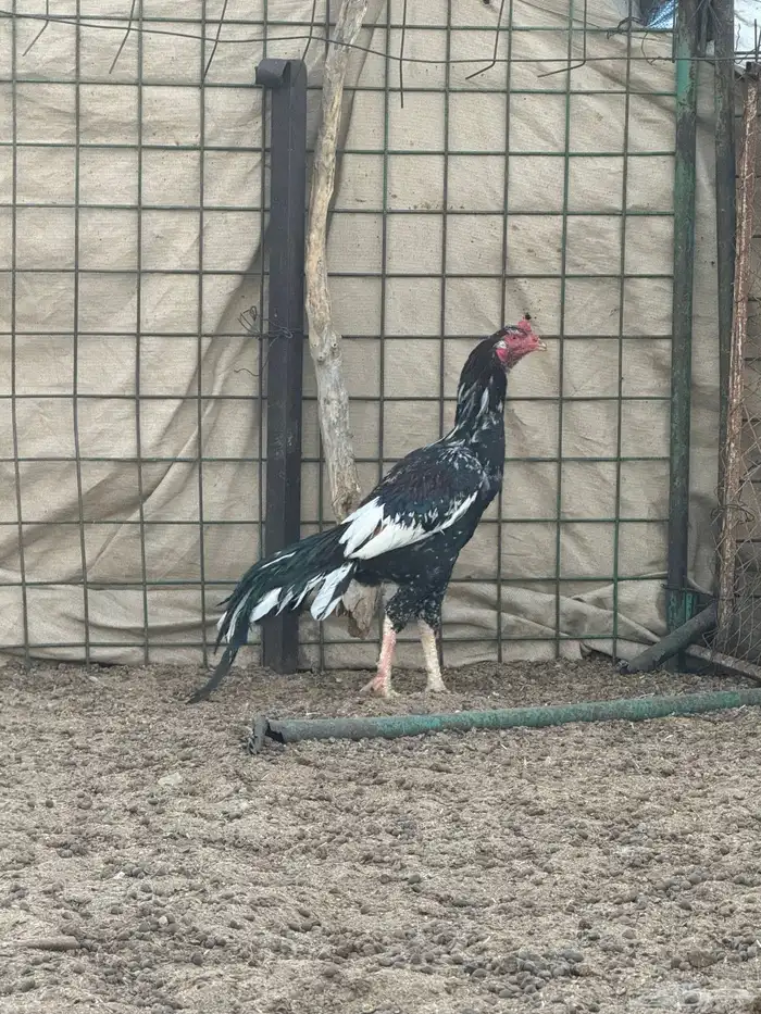 ديك باكستاني سندي 1