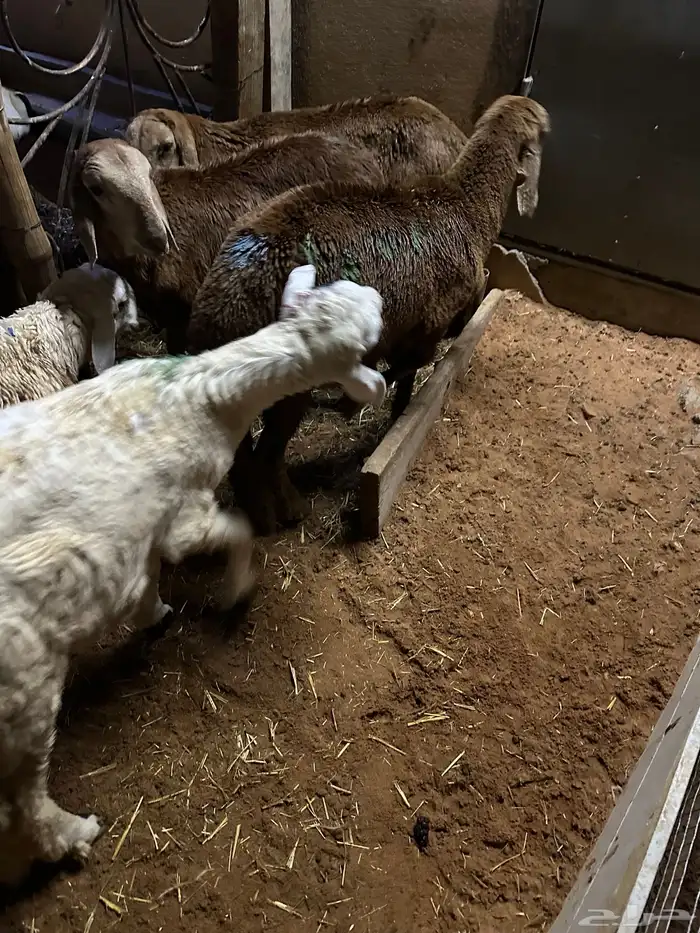 سواكن عدد 17 60