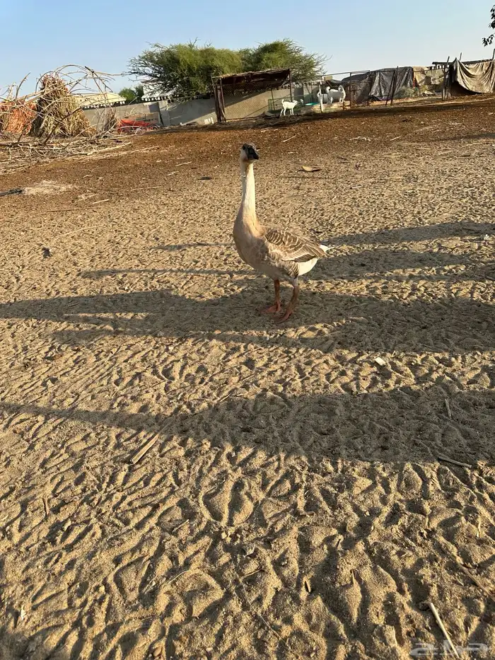 للبيع وز عراقي اصيل كوبرا 1