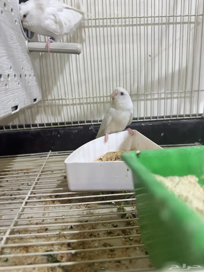 جوز طيور حب مع 7فروخ الاحساء المبرز 3