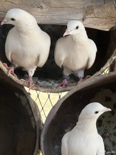 عشه هنديات من نوع الوحشيات حلوات index