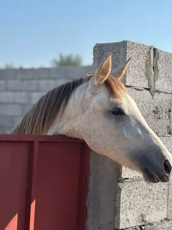 للبيع مهر عربي 1