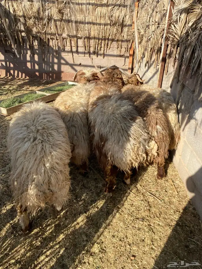 جذعان فاخره مقفله 4