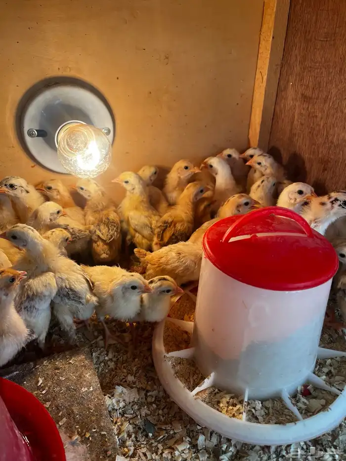 صوص دجاج بلدي 2