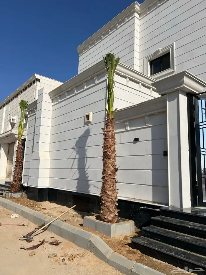 نخل زينه واشنطني ونخل عربي مثمر 1