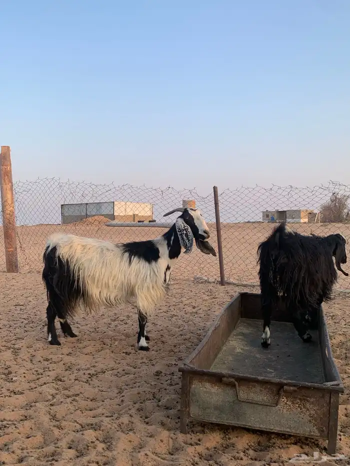 معزاء مصريات دفيع وليد حليب 6