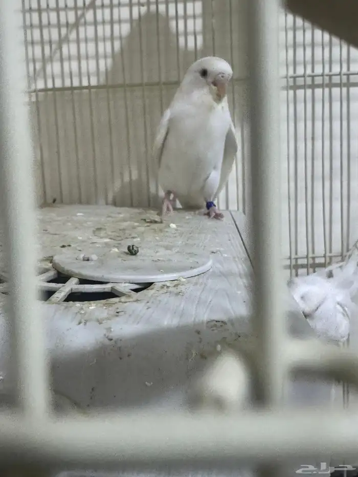 جوز طيور حب مع 7فروخ الاحساء المبرز 0