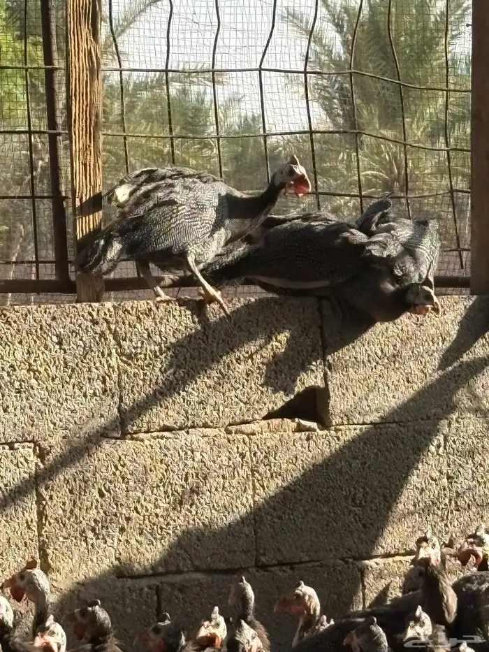 دجاج حبشي بشاير قريب البيض العمر خمس شهور 2