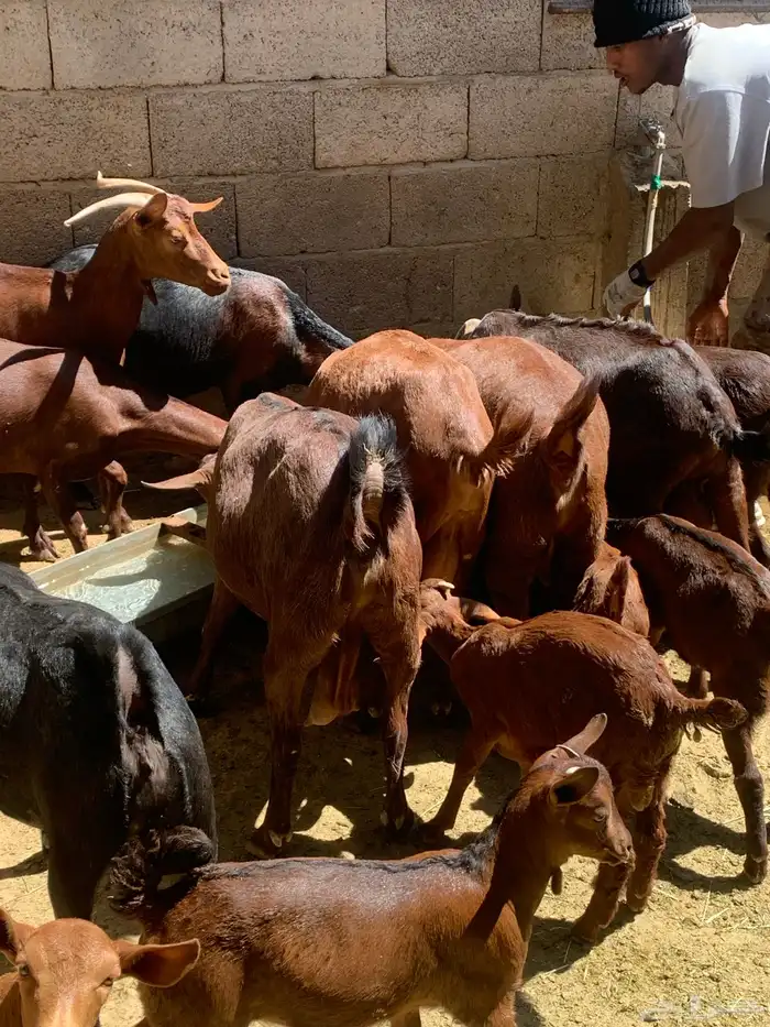 معزا جنوبيه مراح طيبه كلها من الجدعه الى السديدس تحتها تسعه 20