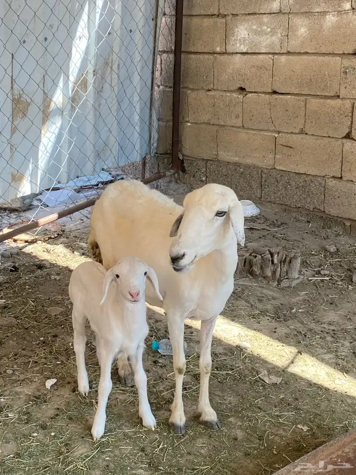 نعجه منتوجه 1