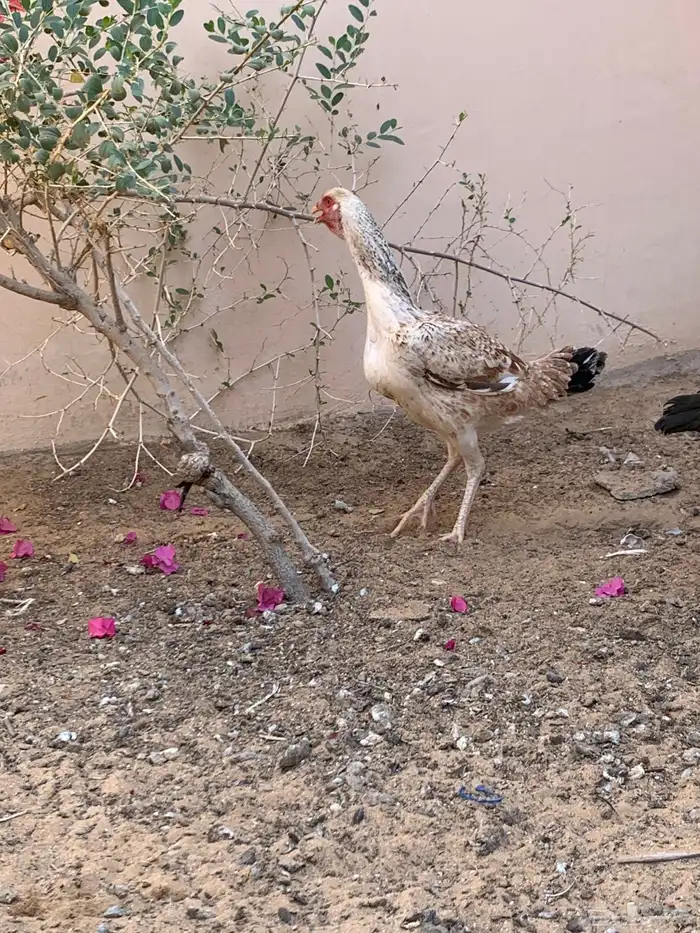 دجاجه باكستاني و ديك باكستاني 2