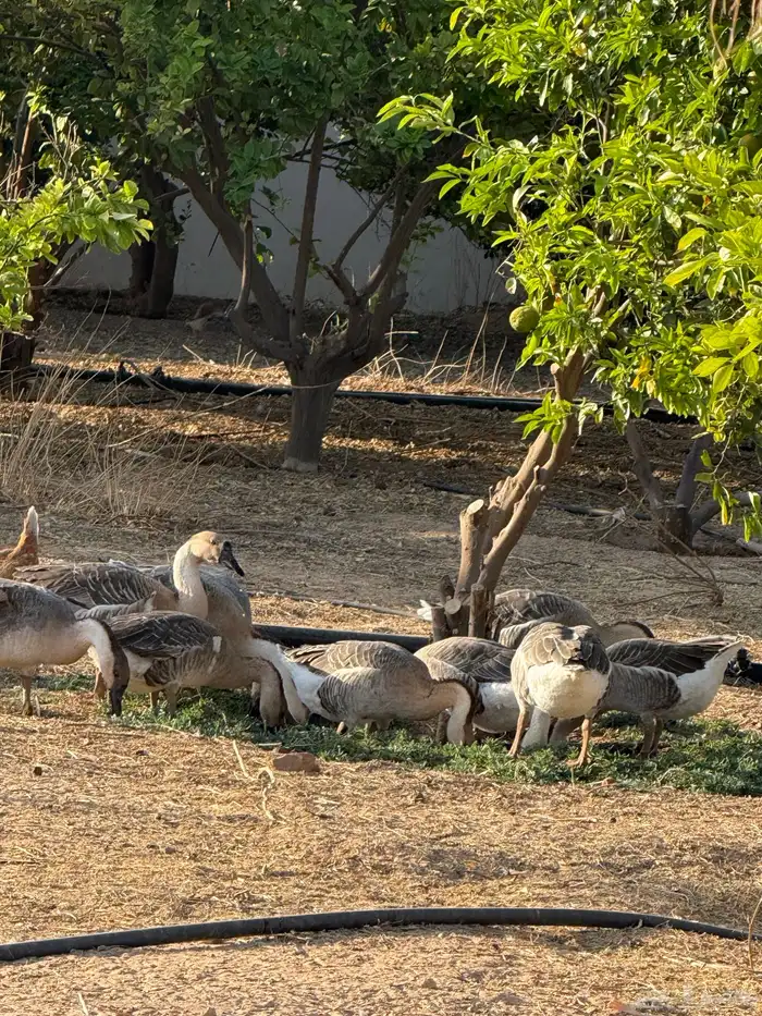 وز عراقي (توصيل مجاني داخل البكيرية ) 20