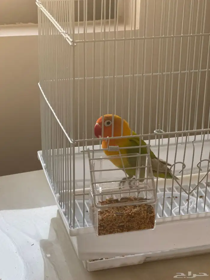 طير روز مع القفص 3