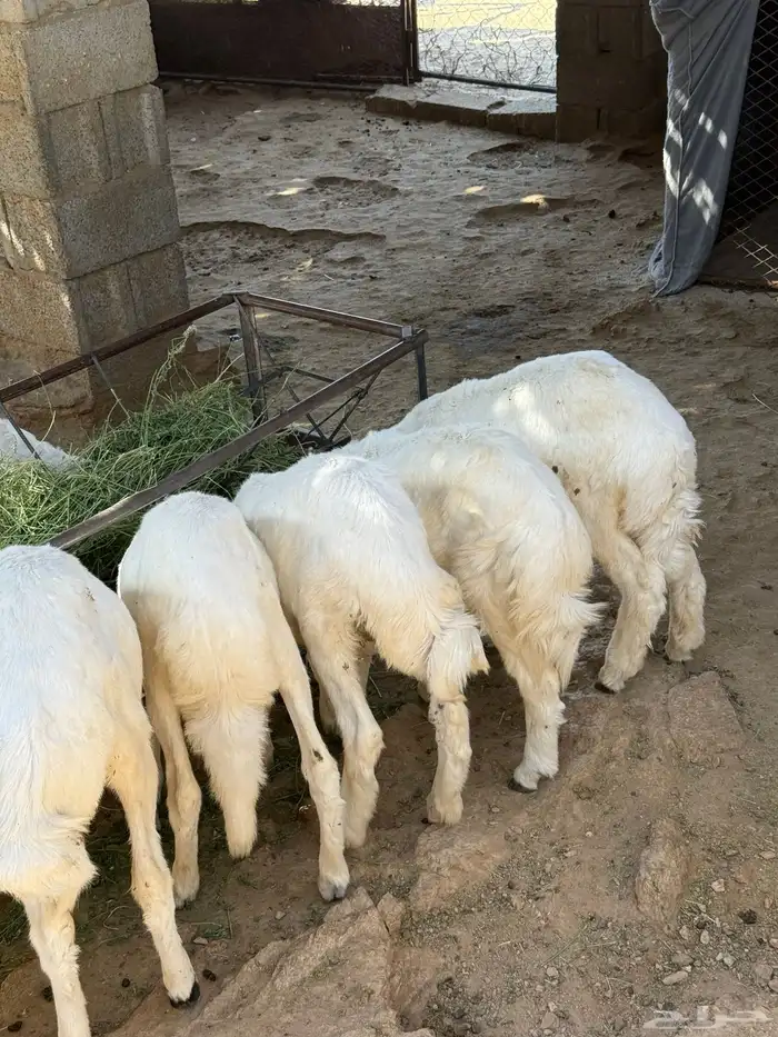 للبيع طليان وارخال انظاف واسمان 1