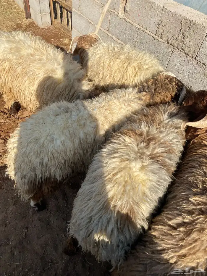 جذعان فاخره مقفله 3