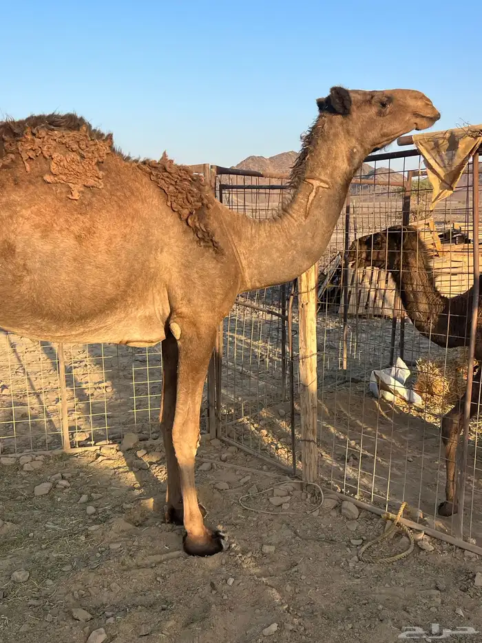 لقحه بكر عبدانيه ب 8800 تم البيع 4