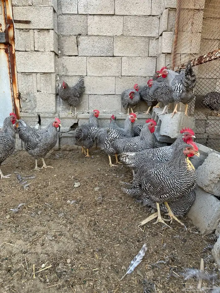 ديوك الامروك الامريكي دم صافي 8