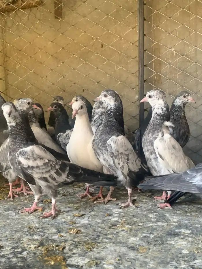 طبات حمام باكستاني طيار ( تم البيع ) 9