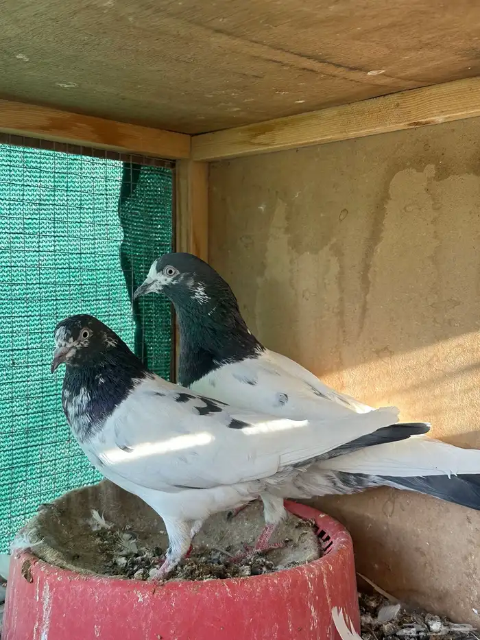 حمام للبيع 6