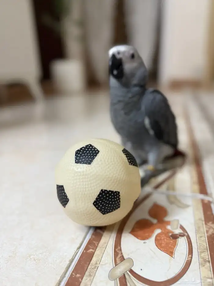 فرخ كاسكو انتاج محلي عمر 4 شهور (تم البيع) الله يبارك لراعيه 2