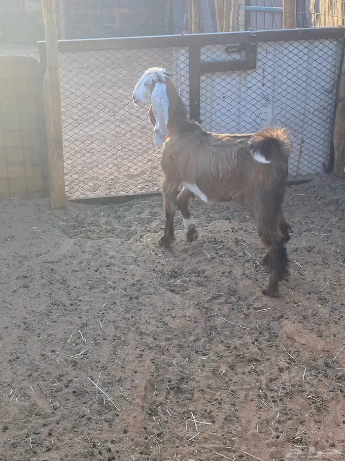 تيس فل شحم 3