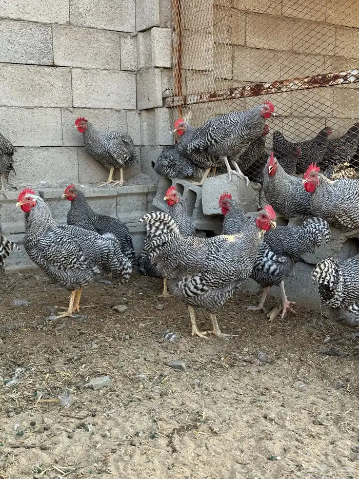 ديوك الامروك الامريكي دم صافي 3