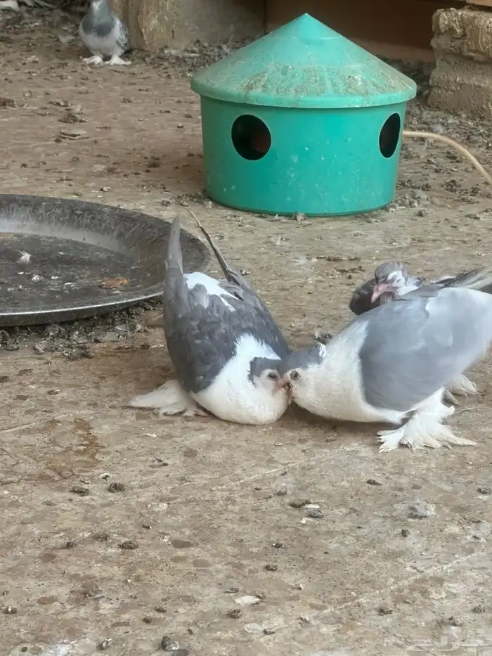 حمام زينه شيرازي 2