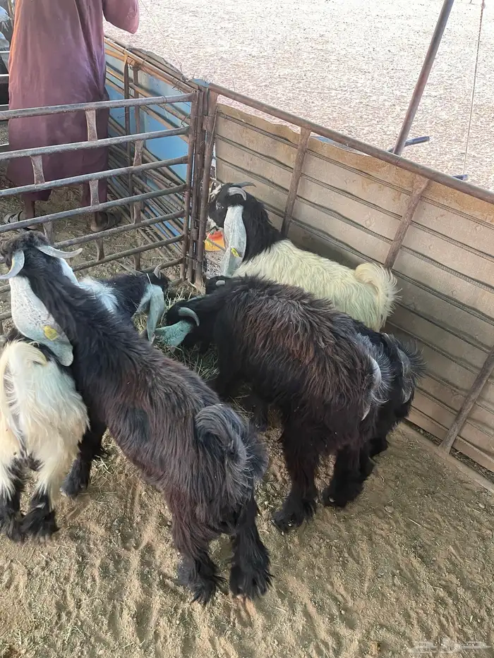 تيوس منادي طيبه 6