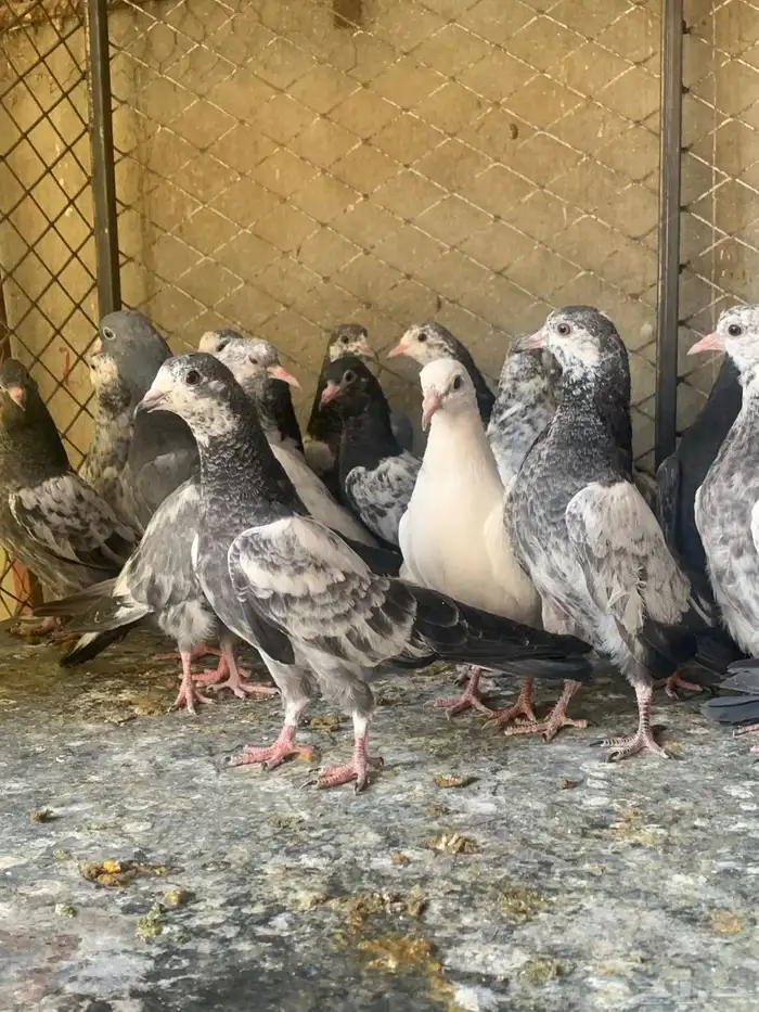 طبات حمام باكستاني طيار ( تم البيع ) 8