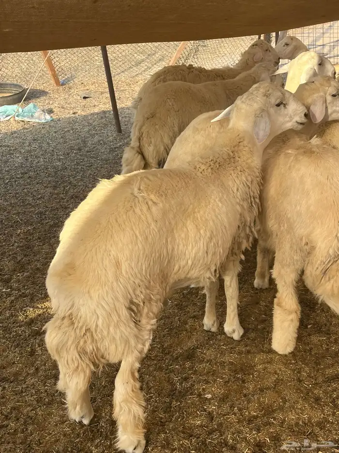 حريات ذبائح مقفلة شحم ولحم على الشرط 2