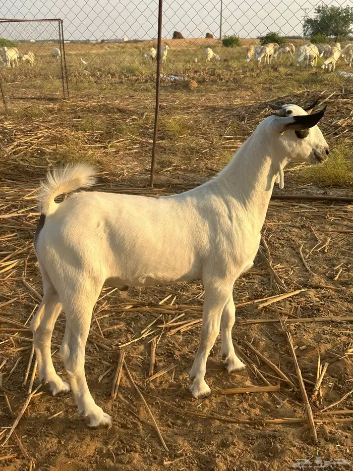 مشروع فحل بيشي صنف الصنف 0